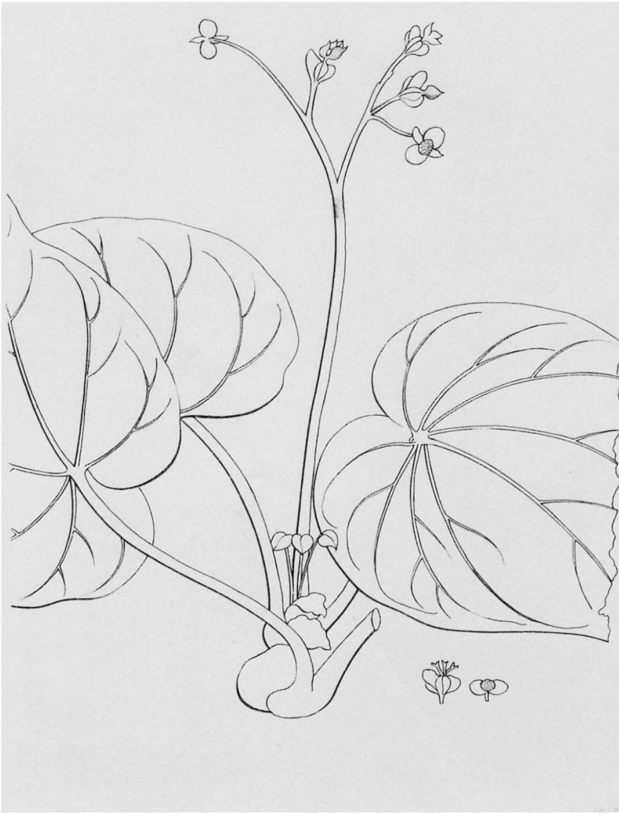 B. cordata